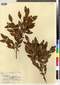 Vaccinium corymbosum image