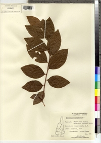 Vaccinium corymbosum image