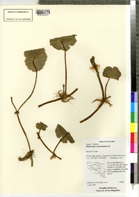 Hydrocotyle ranunculoides image