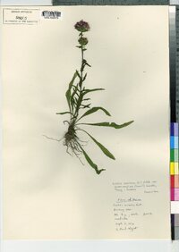 Liatris scariosa var. novae-angliae image