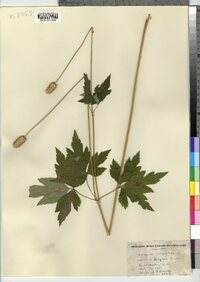 Anemone virginiana image