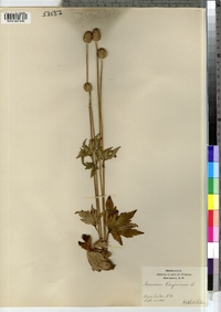 Anemone virginiana image