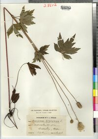 Anemone virginiana image