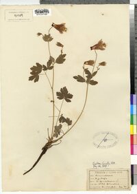 Aquilegia canadensis image