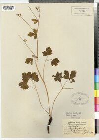 Aquilegia canadensis image