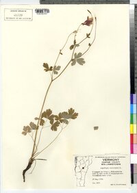 Aquilegia canadensis image