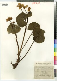 Caltha palustris image