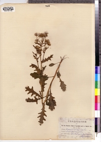 Senecio vulgaris image