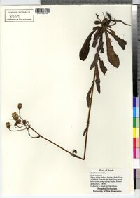 Sonchus arvensis image