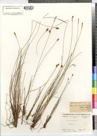 Carex exilis image