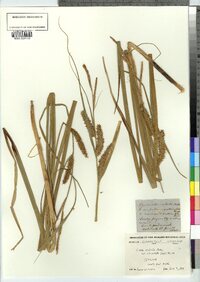 Carex utriculata image