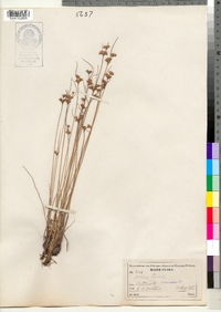 Juncus tenuis image