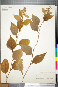 Solidago flexicaulis image