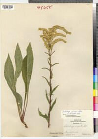 Solidago juncea image