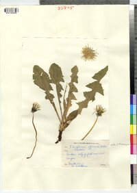 Taraxacum officinale image