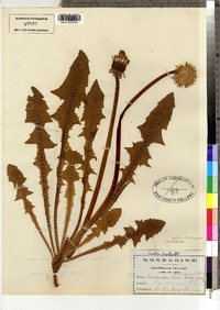 Taraxacum officinale image