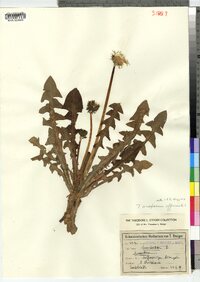 Taraxacum officinale image