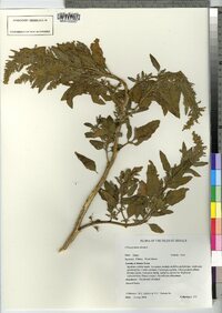 Chenopodium album image