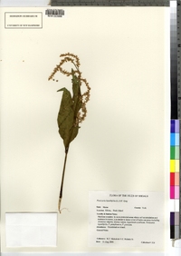 Polygonum lapathifolium image