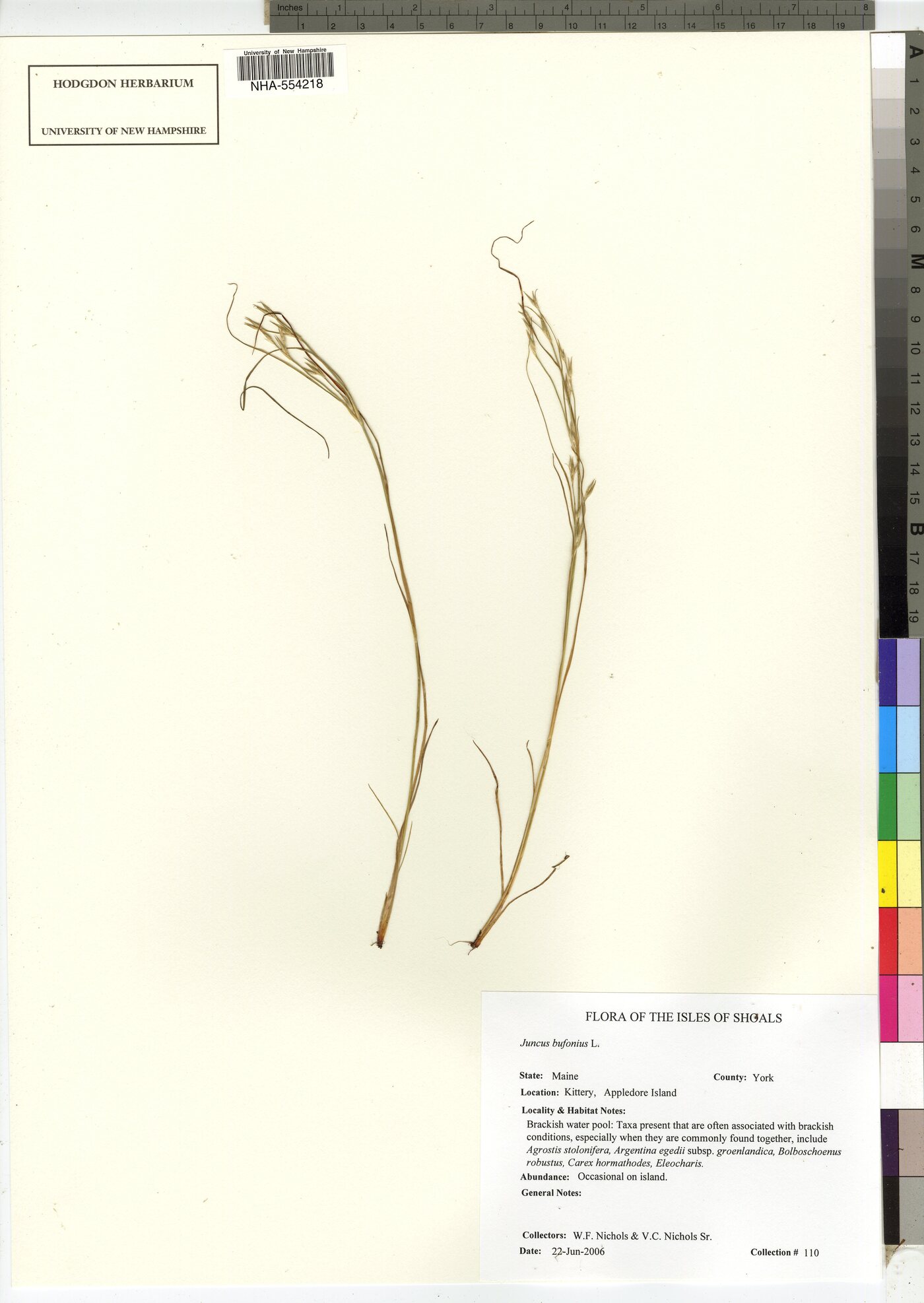 Juncus bufonius image