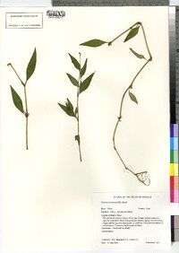 Polygonum punctatum var. punctatum image