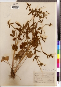 Ranunculus abortivus image
