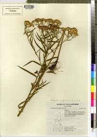 Euthamia graminifolia image