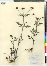 Bidens frondosa image