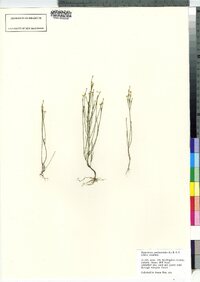 Hypericum gentianoides image