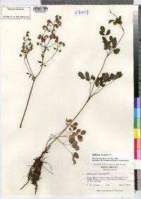 Thalictrum revolutum image