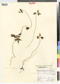 Thalictrum thalictroides image