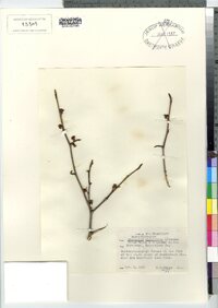 Hamamelis virginiana image