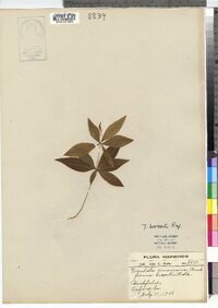 Trientalis borealis image