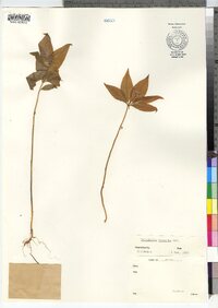 Trientalis borealis image