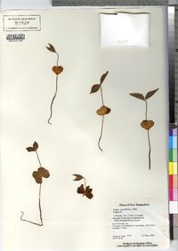 Fagus grandifolia image