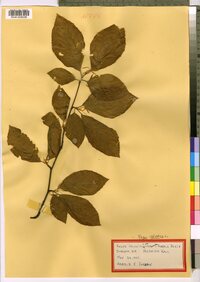 Fagus sylvatica image