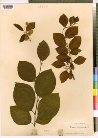 Fagus sylvatica image