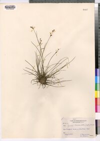 Juncus brevicaudatus image