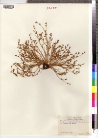 Juncus bufonius image