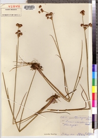 Juncus canadensis image