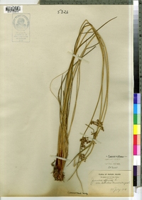 Juncus effusus image