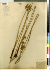 Juncus effusus image