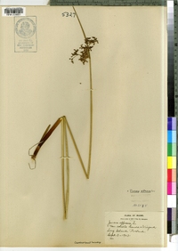 Juncus effusus image