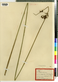 Juncus effusus image