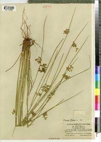 Juncus effusus image