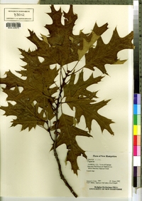 Quercus rubra image