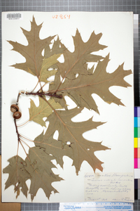 Quercus rubra image