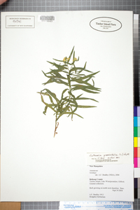 Euthamia graminifolia image