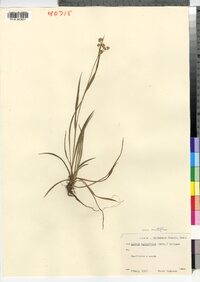 Luzula multiflora image