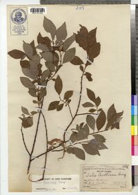 Salix bebbiana image